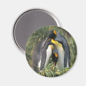 King Pinguine Lovers Magnet (Vorderseite/Rückseite)