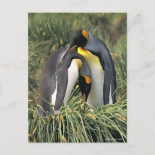 King Pinguine Lovers Postkarte