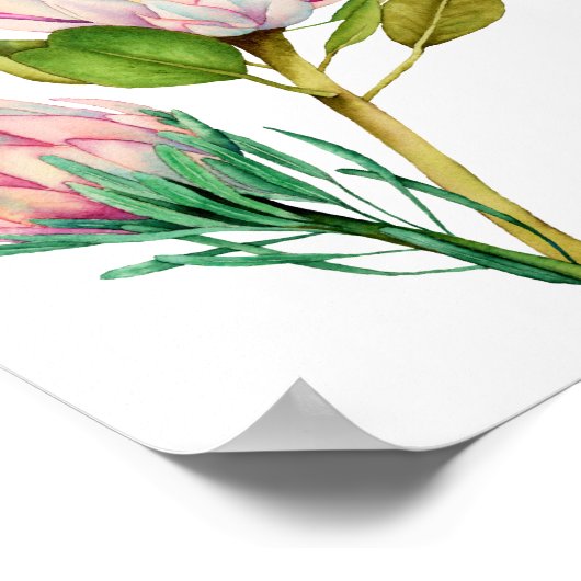 King Protea Blume Aquarelle Poster (Ecke)