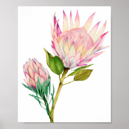 King Protea Blume Aquarelle Poster