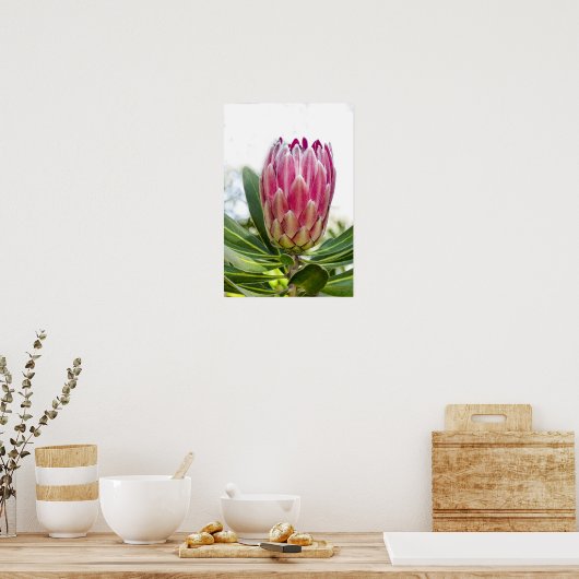 King Protea Pink Poster Print (Küche)
