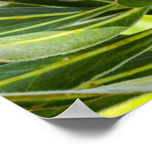 King Protea Pink Poster Print (Ecke)