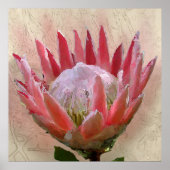 King Protea Poster (Vorne)