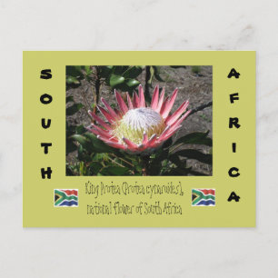 King Protea Postkarte