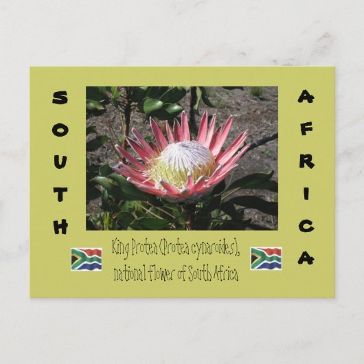 King Protea Postkarte (Vorderseite)