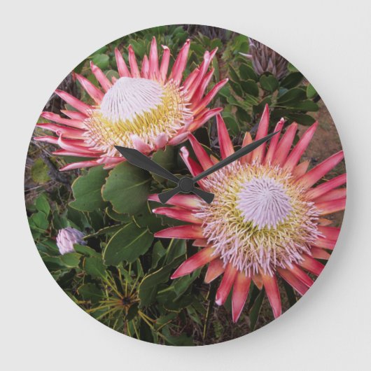 King Protea (Protea Cynaroides), Helderberg Große Wanduhr (Vorderseite)