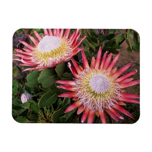 King Protea (Protea Cynaroides), Helderberg Magnet (Horizontal)