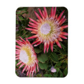 King Protea (Protea Cynaroides), Helderberg Magnet (Vertikal)