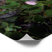King Protea (Protea Cynaroides), Helderberg Poster (Ecke)