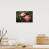 King Protea (Protea Cynaroides), Helderberg Poster (Küche)
