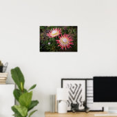 King Protea (Protea Cynaroides), Helderberg Poster (Heimbüro)