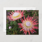 King Protea (Protea Cynaroides), Helderberg Postkarte (Vorne/Hinten)
