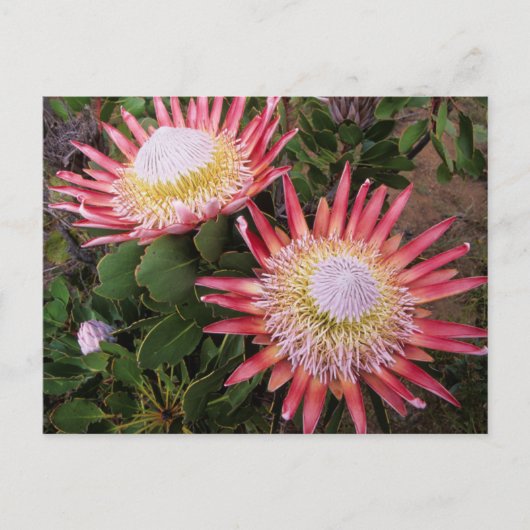 King Protea (Protea Cynaroides), Helderberg Postkarte (Vorderseite)