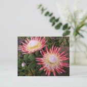 King Protea (Protea Cynaroides), Helderberg Postkarte (Stehend Vorderseite)