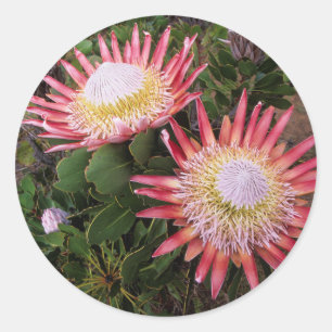King Protea (Protea Cynaroides), Helderberg Runder Aufkleber