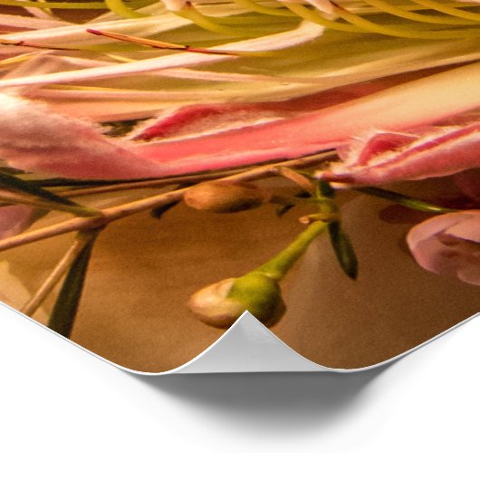 King Protea von Südafrika Poster (Ecke)