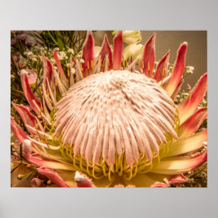 King Protea von Südafrika Poster