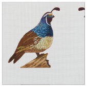 King Quail in Weiß Stoff (Nahaufnahme)