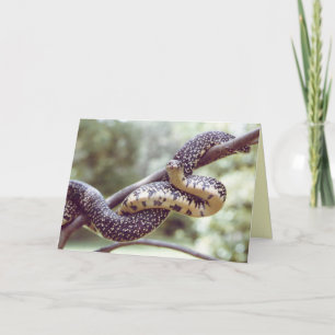 King Snake Card Karte