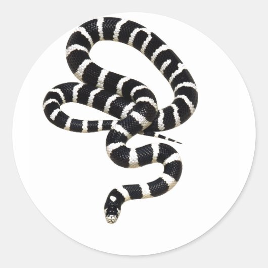 King Snake von Junglewalk.com Runder Aufkleber (Vorderseite)