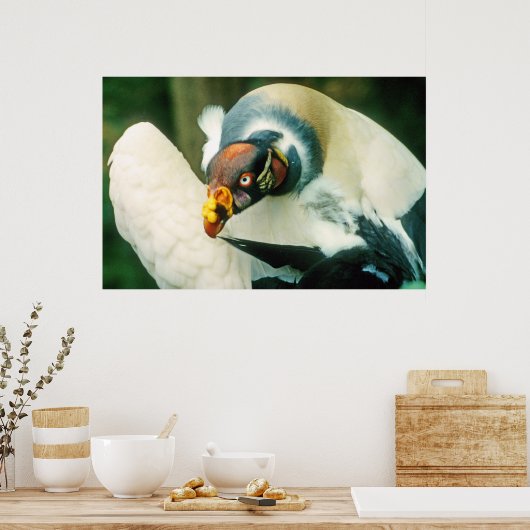 King Vulture Bird Poster (Küche)