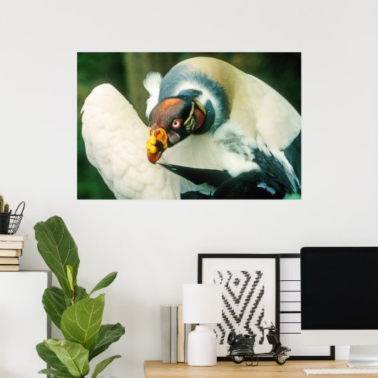 King Vulture Bird Poster (Heimbüro)