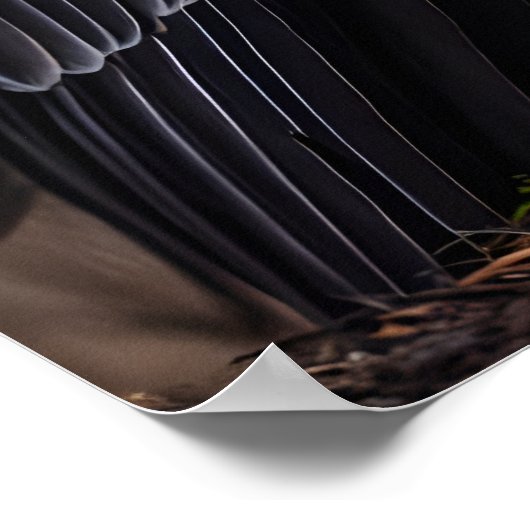 King Vulture Poster (Ecke)