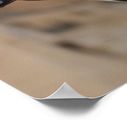 King Vulture Poster (Ecke)