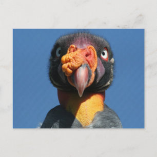 King Vulture Ugly Bird Postcard Postkarte