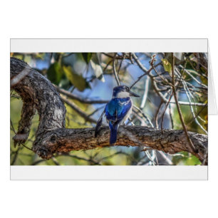 KINGFISCHER LÄNDLICHER RUHIGER QUEENSLAND AUSTRALI