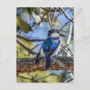 KINGFISCHER LÄNDLICHER RUHIGER QUEENSLAND AUSTRALI POSTKARTE