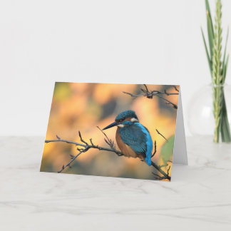 Kingfisher Bild. Karte