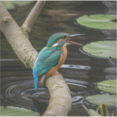 Kingfisher Bird Aufkleber (Vorderseite)