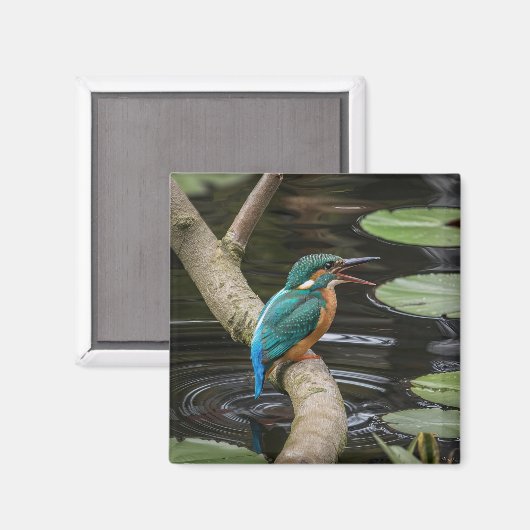 Kingfisher Bird Magnet (Vorderseite/Rückseite)