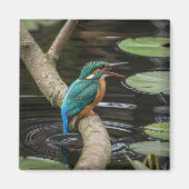 Kingfisher Bird Magnet (Vorne)