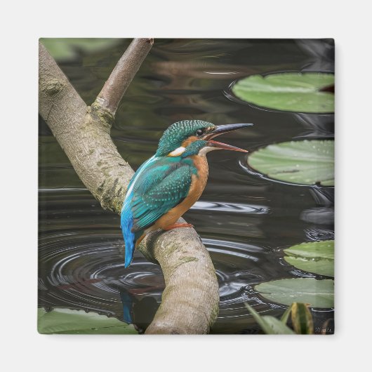 Kingfisher Bird Magnet (Vorne)