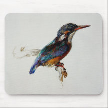 Kingfisher Bird (von John Ruskin)