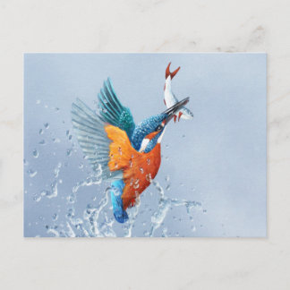Kingfisher, der aus dem Wasser fliegt Postkarte