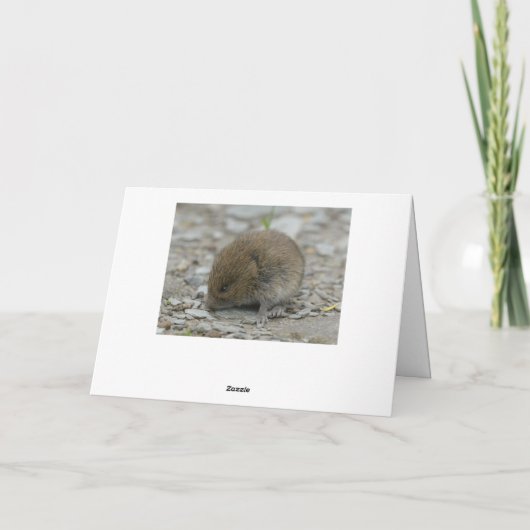 Kingfisher-Fischerei auf Schilf Karte (Rückseite)