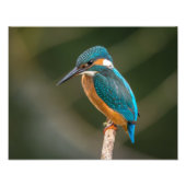 KIngfisher Fotodruck (Vorne)