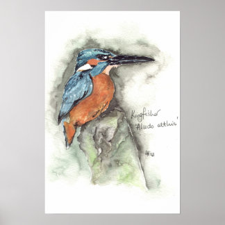 Kingfisher in Aquarellfarbe Poster