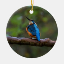 Kingfisher in Zweigniederlassung