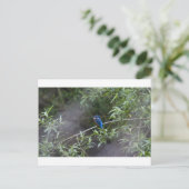 kingfisher.jpg postkarte (Stehend Vorderseite)