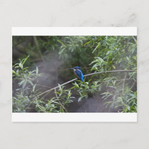 kingfisher.jpg postkarte