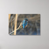 Kingfisher Leinwanddruck (Vorderseite)