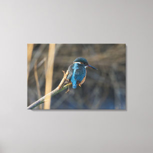 Kingfisher Leinwanddruck