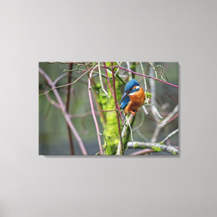 Kingfisher Leinwanddruck
