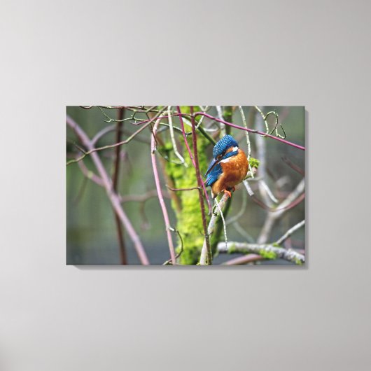 Kingfisher Leinwanddruck (Vorderseite)