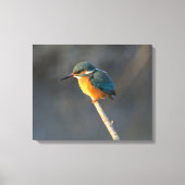 Kingfisher Leinwanddruck (Vorderseite)