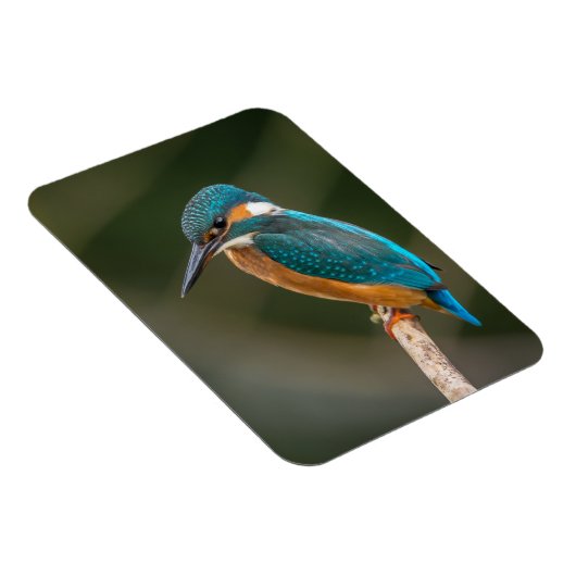 KIngfisher Magnet (Rechte Seite)